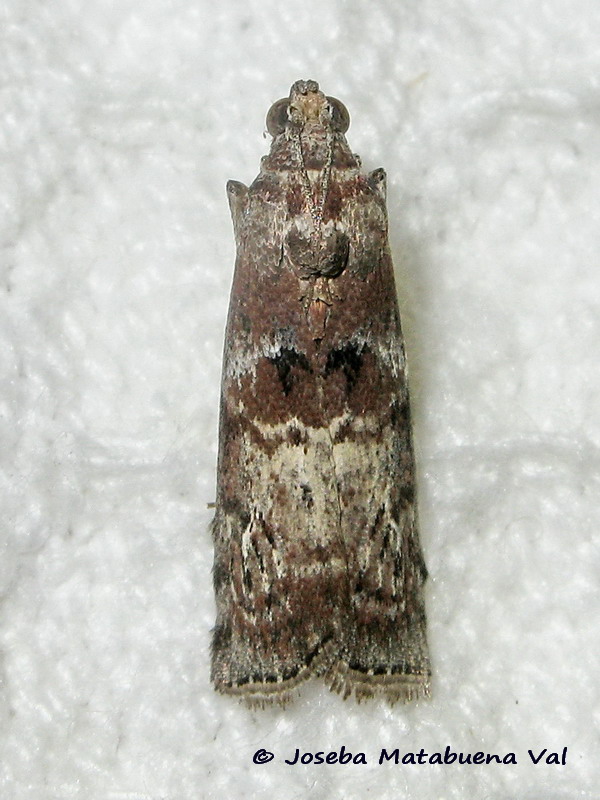 Phycita roborella - Pyralidae